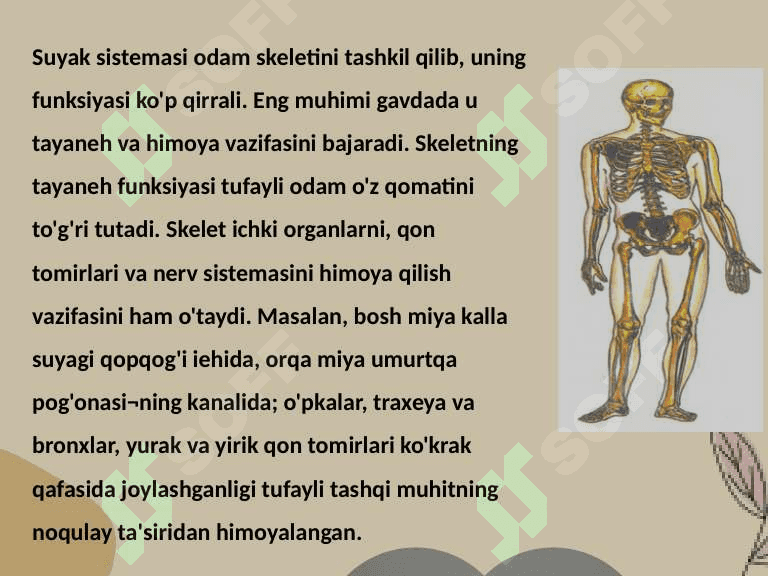 Tayanch harakat sistemasining organlari 2