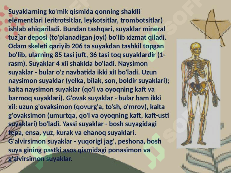 Tayanch harakat sistemasining organlari 3