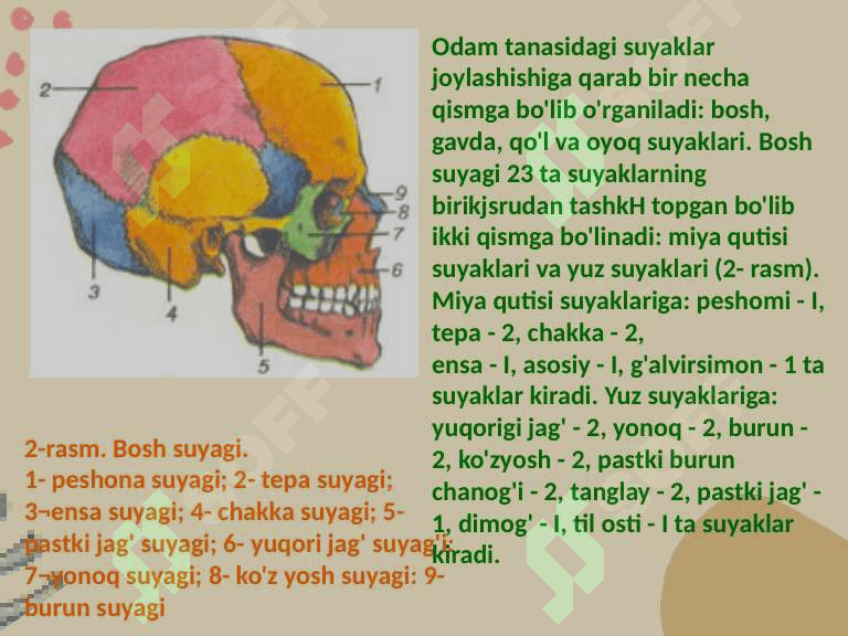 Tayanch harakat sistemasining organlari 4
