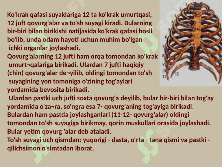 Tayanch harakat sistemasining organlari 7