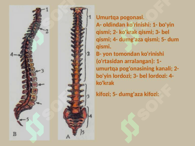Tayanch harakat sistemasining organlari 8