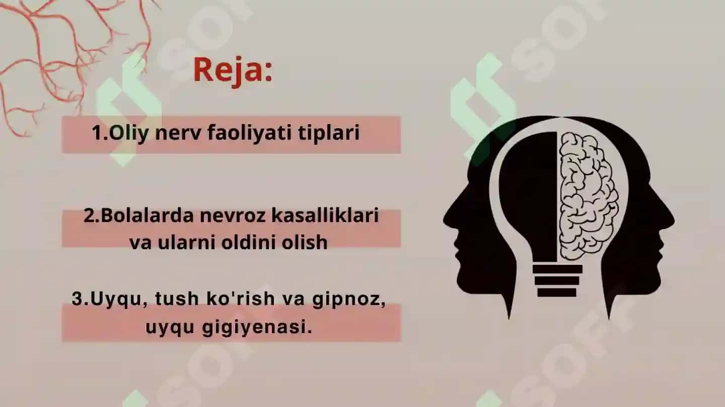 Oliy nerv faoliyatining tiplari 2