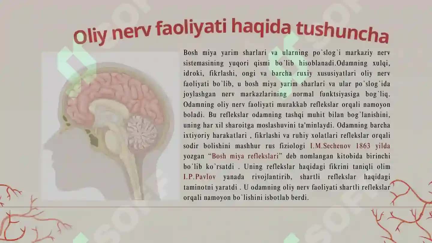 Oliy nerv faoliyatining tiplari 3