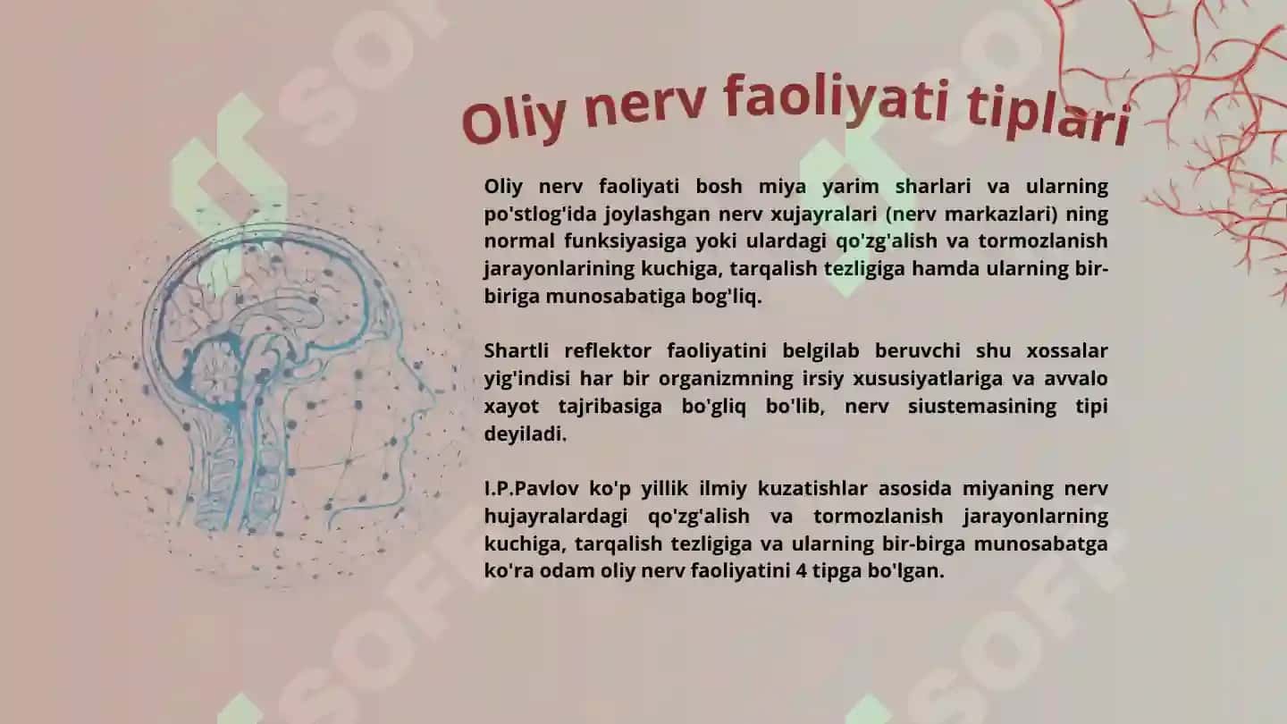 Oliy nerv faoliyatining tiplari 5