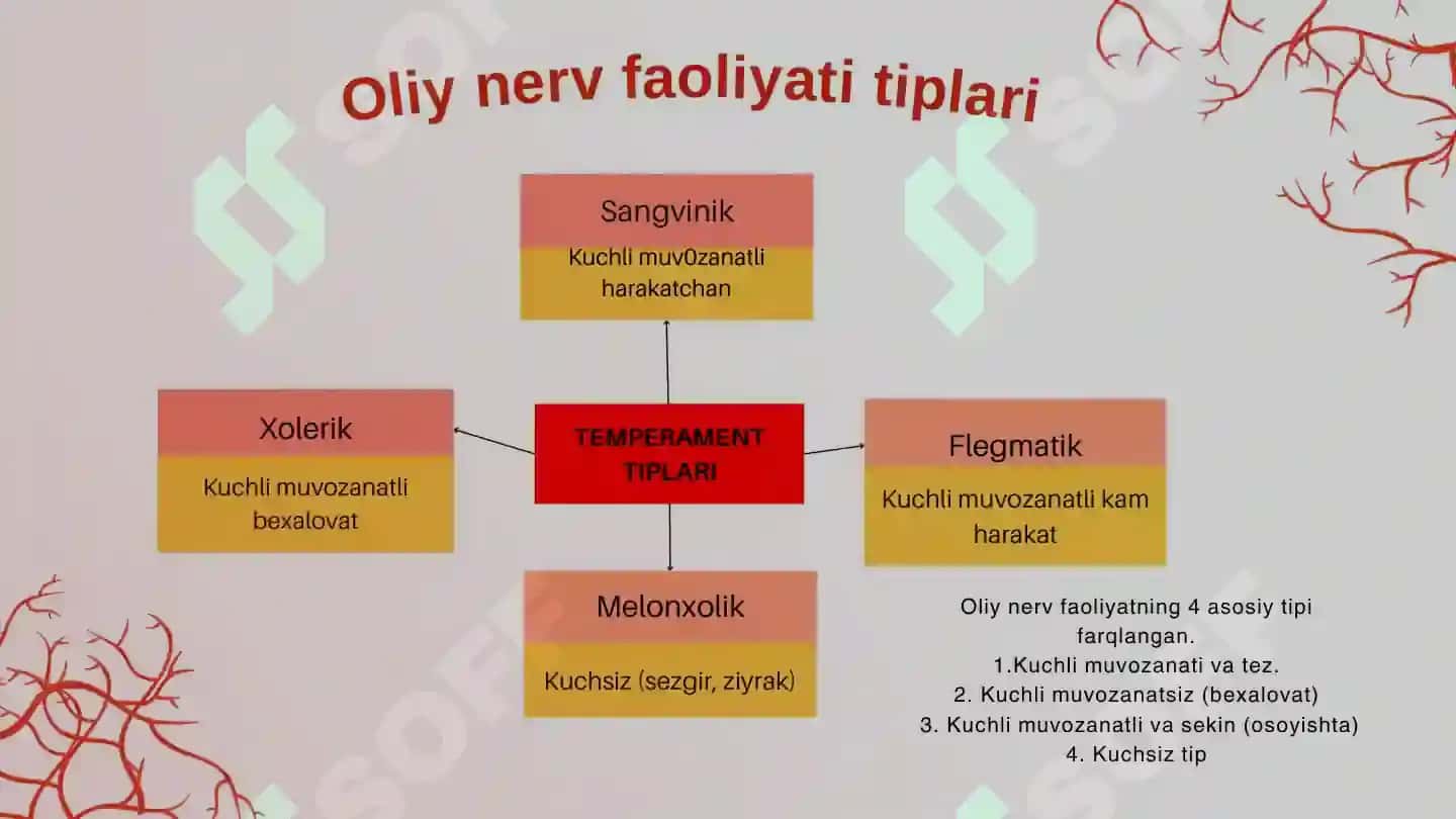 Oliy nerv faoliyatining tiplari 8