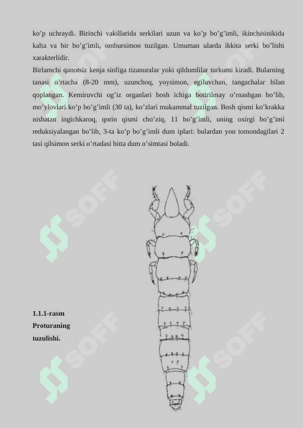 Proturalar 7
