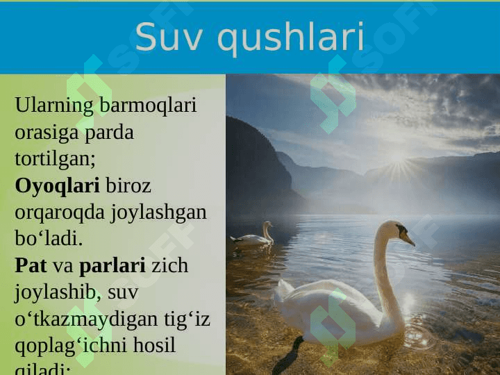 SUV  QUSHLARI, TUZILISHI  VA  HAYOT KECHIRISHI 3