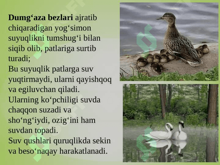 SUV  QUSHLARI, TUZILISHI  VA  HAYOT KECHIRISHI 4