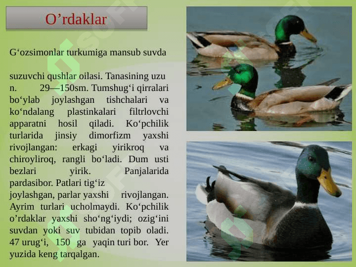 SUV  QUSHLARI, TUZILISHI  VA  HAYOT KECHIRISHI 7