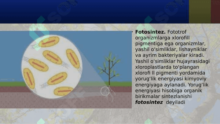 PLASTIK ALMASHINUV. FOTOSINTEZ. XEMOSINTEZ. 6