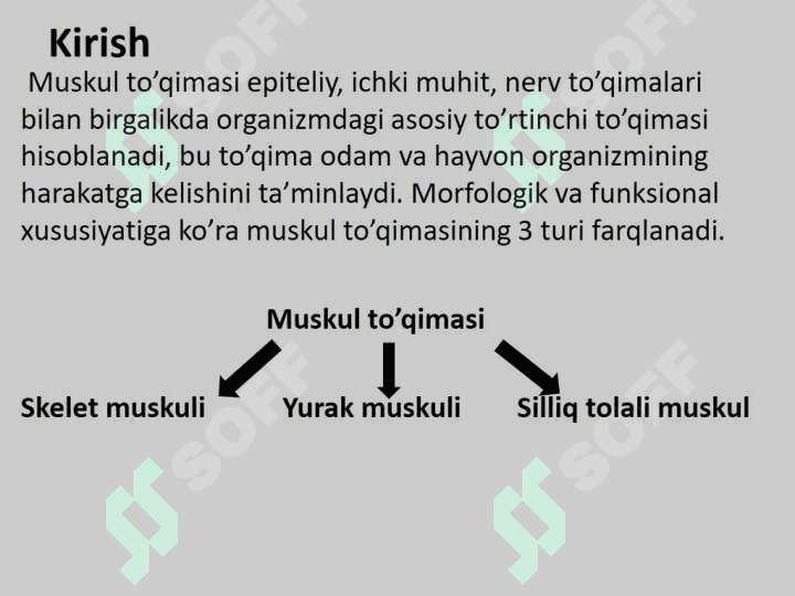Muskul to`qimasi gistologiyasi va fiziologiyasi 2
