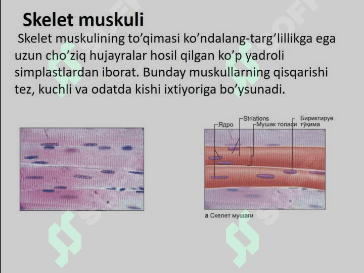 Muskul to`qimasi gistologiyasi va fiziologiyasi 3