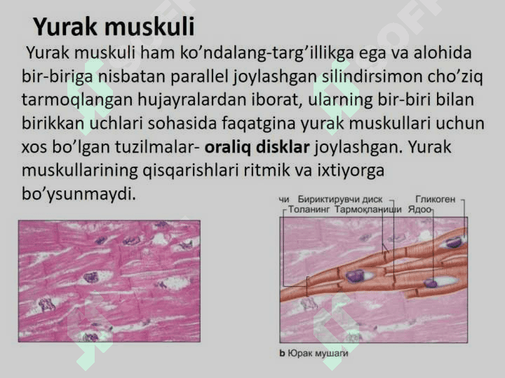 Muskul to`qimasi gistologiyasi va fiziologiyasi 4