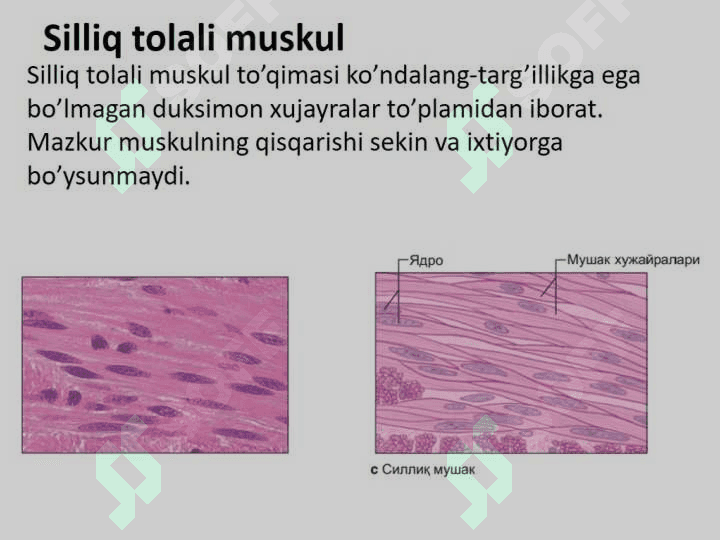 Muskul to`qimasi gistologiyasi va fiziologiyasi 5