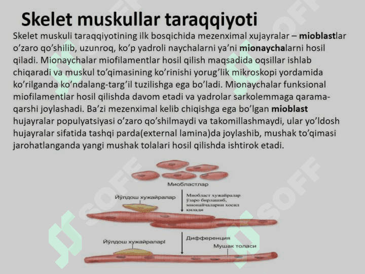 Muskul to`qimasi gistologiyasi va fiziologiyasi 6