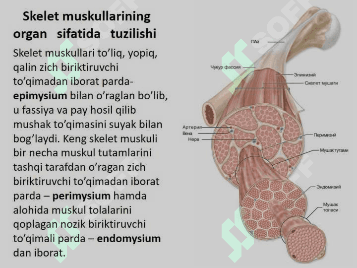 Muskul to`qimasi gistologiyasi va fiziologiyasi 7