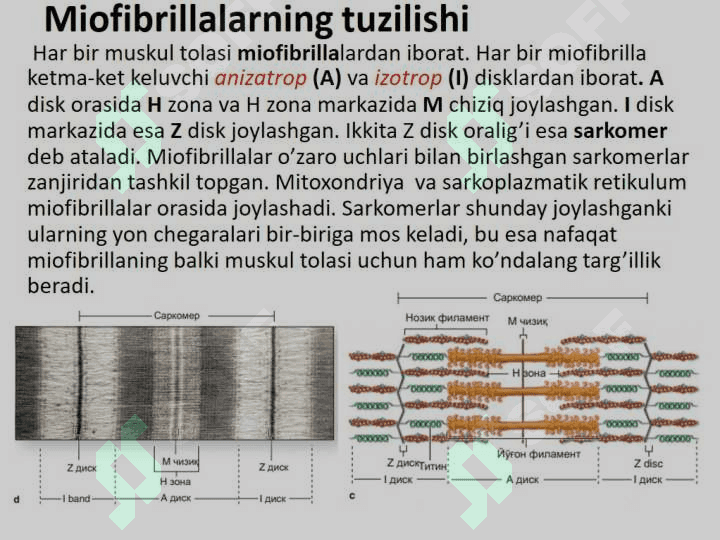 Muskul to`qimasi gistologiyasi va fiziologiyasi 8