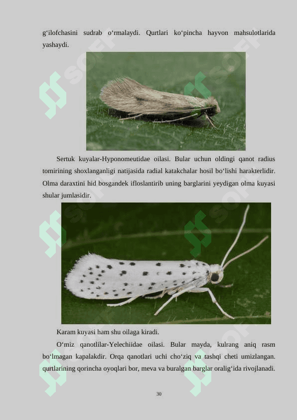 Tangachaqanotlilar sistematikasi. 2