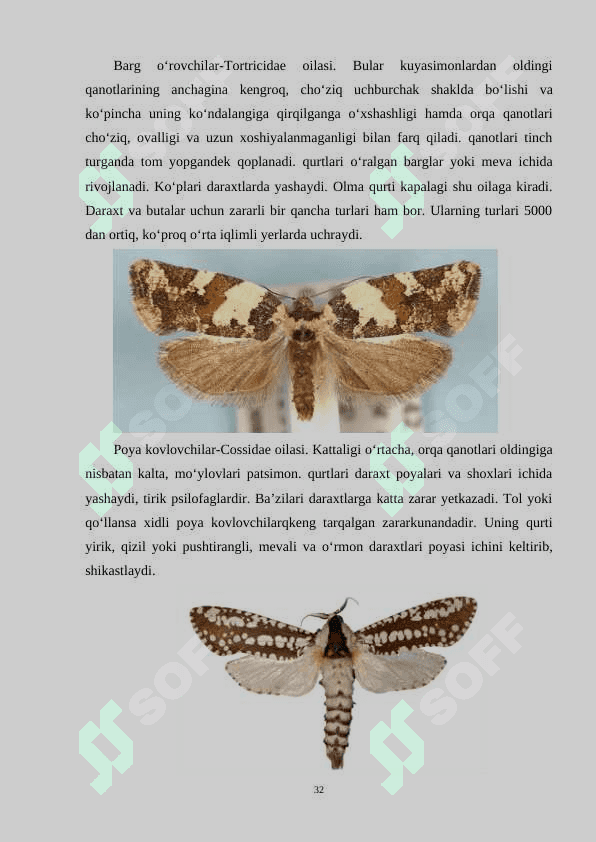 Tangachaqanotlilar sistematikasi. 4