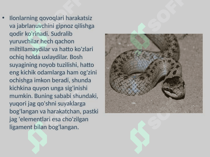 Ilonlar, tuzilishi, hayot kechirishi va turlari 3