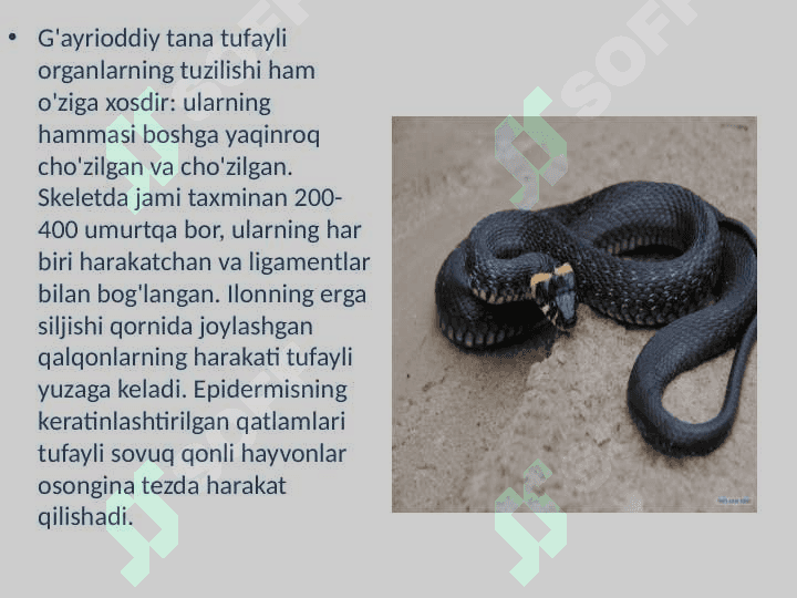 Ilonlar, tuzilishi, hayot kechirishi va turlari 4