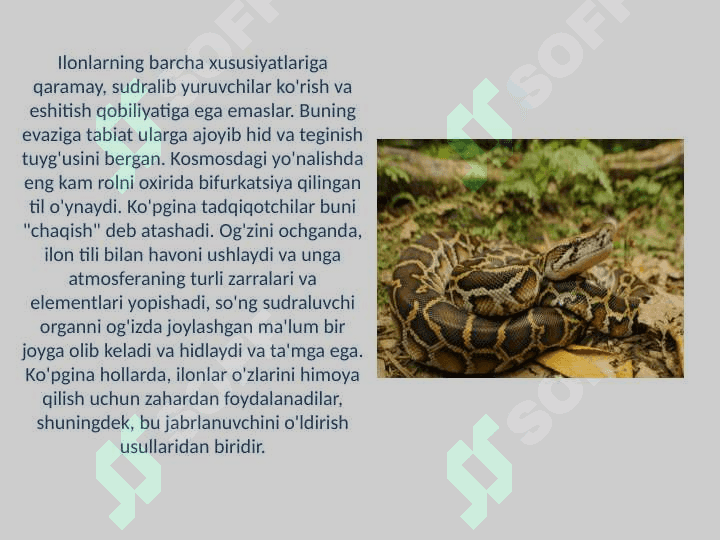 Ilonlar, tuzilishi, hayot kechirishi va turlari 5