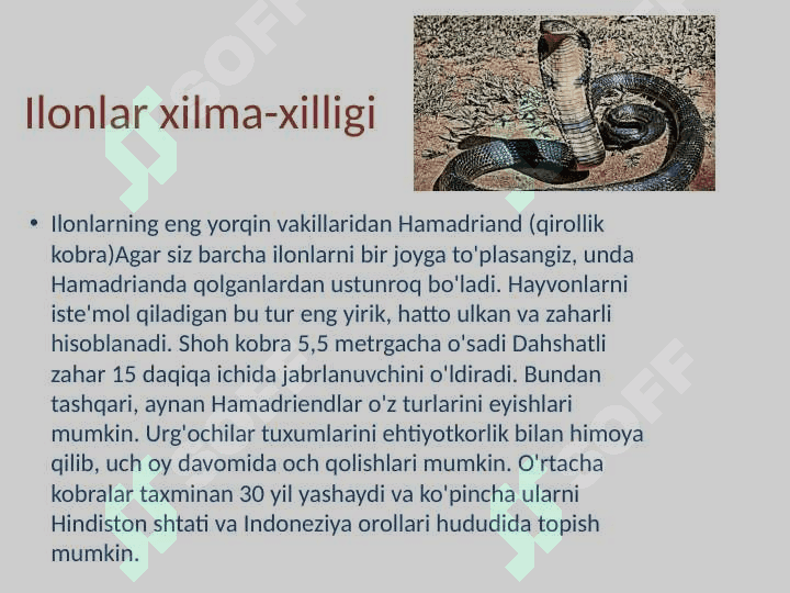 Ilonlar, tuzilishi, hayot kechirishi va turlari 6