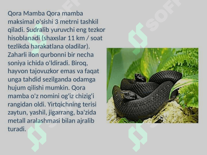 Ilonlar, tuzilishi, hayot kechirishi va turlari 8