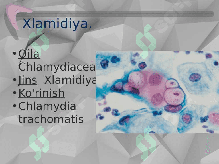 Patogen xlomidiylar qo'zg'atuvchi kasalliklari. Mikoplazma qo'zgatuvchisi pptx 2