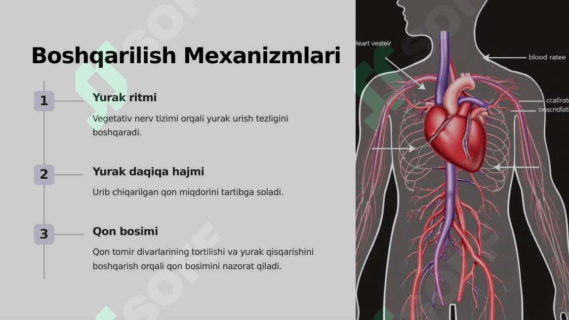 Fiziologiya ,,Yurakning boshqarilish mexanizmlari" 4