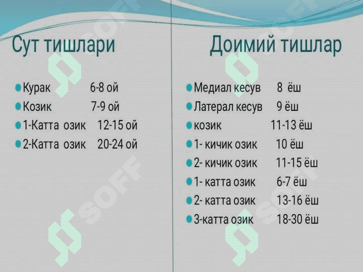 Tishlarning anatomik tuzilishi 6
