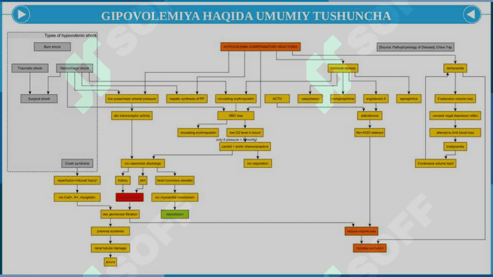 Gipovolemiyalarda qon aylanishining o‘zgarishlari 6