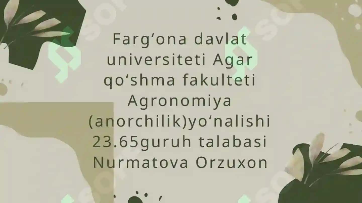 Meva ko‘chatlarini o‘tkazish texnologiyasi 2