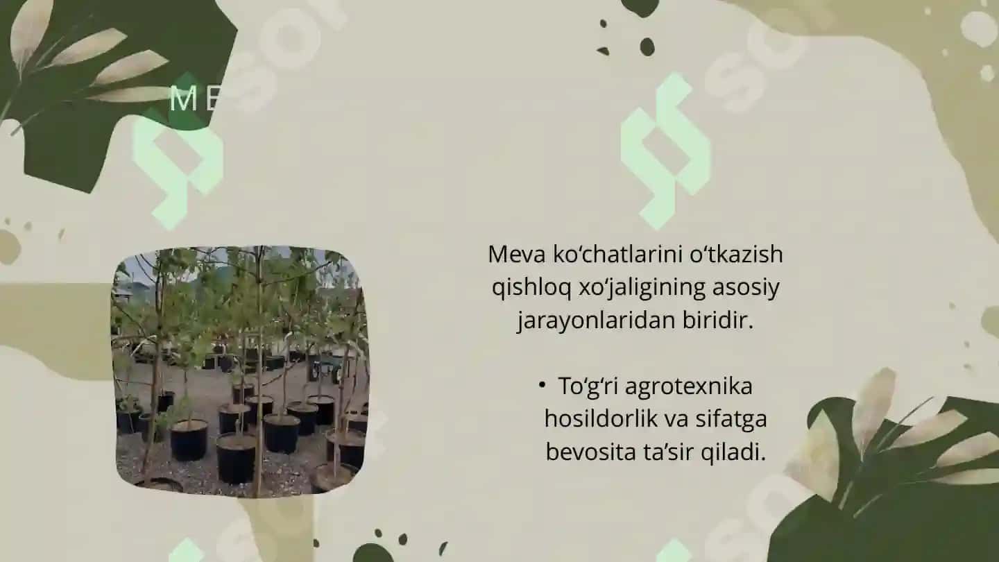 Meva ko‘chatlarini o‘tkazish texnologiyasi 4