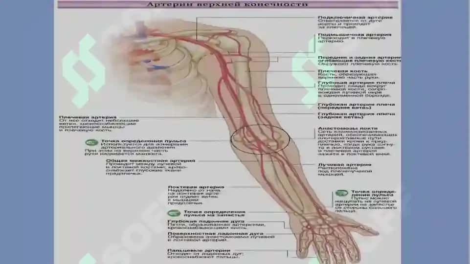 Yuqori va pastki arteriya 3