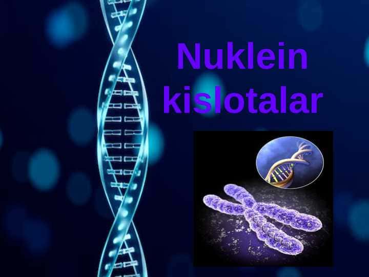 Nuklein kislotalar