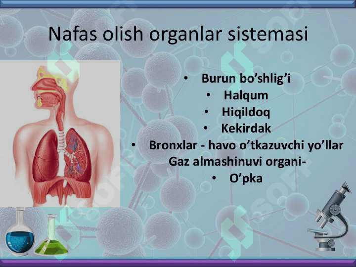 Nafas olish organlari bilan tanishish 3