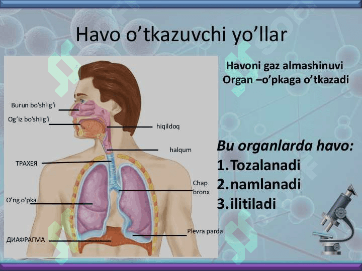 Nafas olish organlari bilan tanishish 4