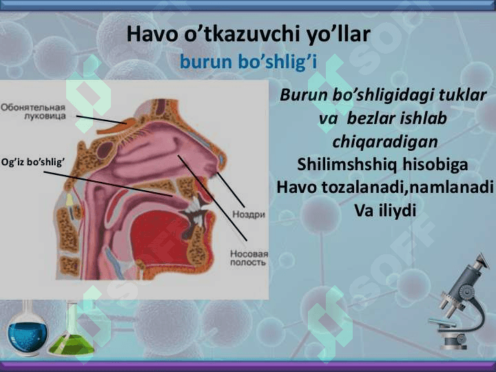 Nafas olish organlari bilan tanishish 5