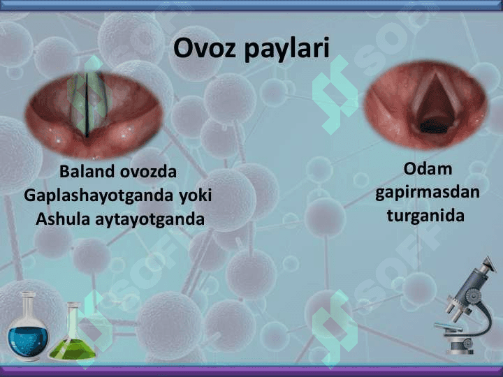 Nafas olish organlari bilan tanishish 7