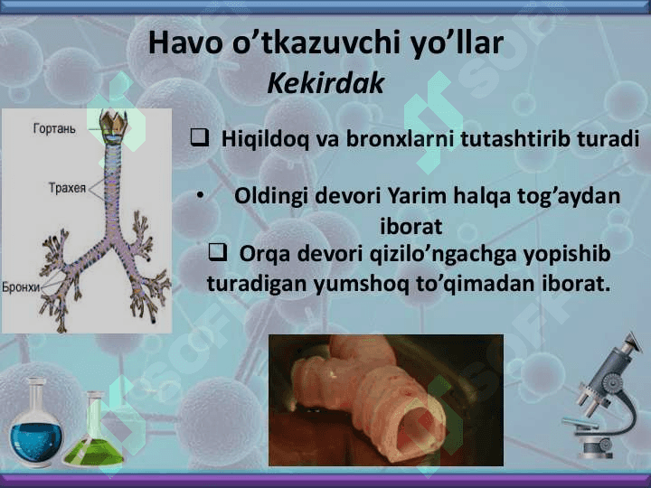 Nafas olish organlari bilan tanishish 8