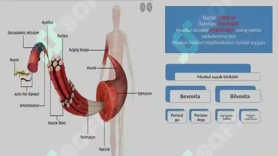 Muskullar fiziologiyasi 4