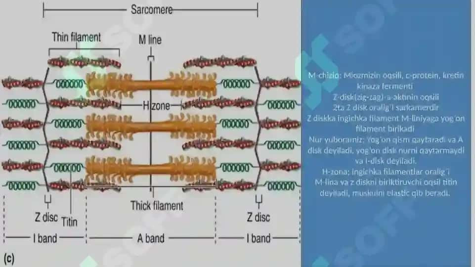 Muskullar fiziologiyasi 5