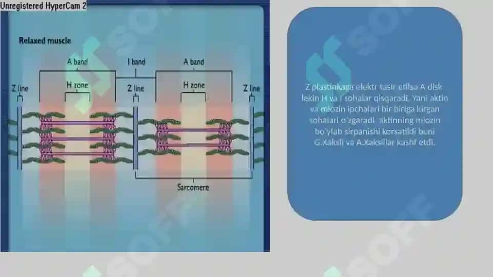 Muskullar fiziologiyasi 8
