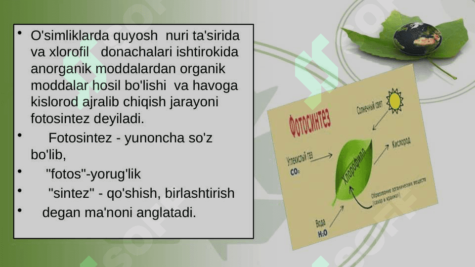 O’SIMLIKLARDA FOTOSINTEZ VA MINERAL OZIQLANISHNI O’RGANISH 3
