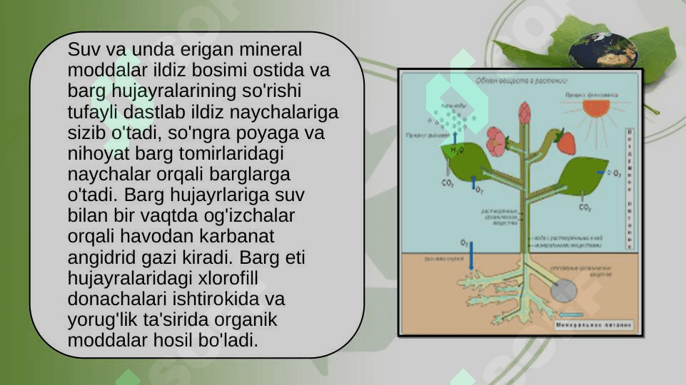 O’SIMLIKLARDA FOTOSINTEZ VA MINERAL OZIQLANISHNI O’RGANISH 5