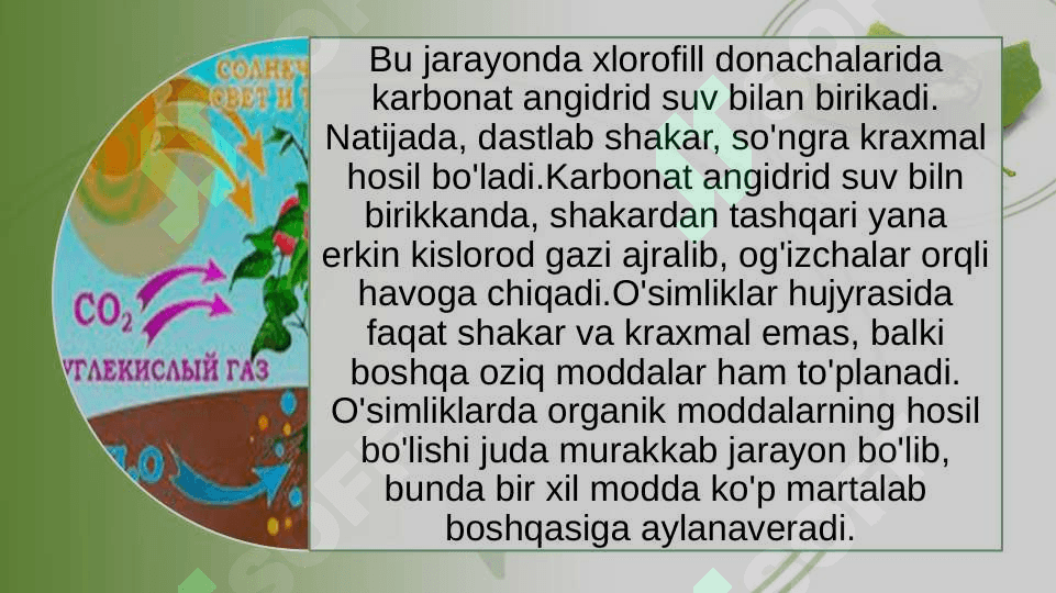 O’SIMLIKLARDA FOTOSINTEZ VA MINERAL OZIQLANISHNI O’RGANISH 6