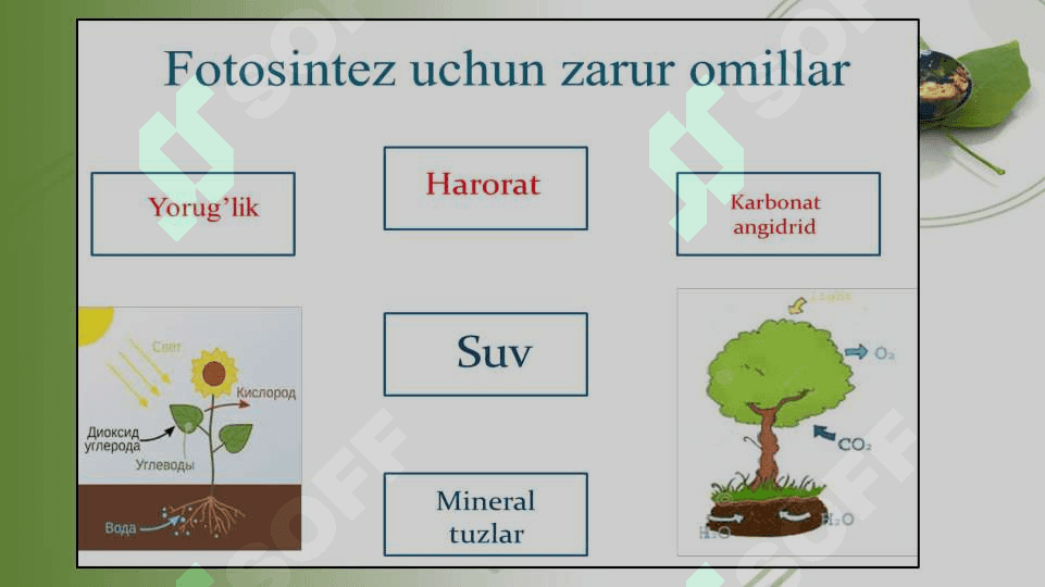 O’SIMLIKLARDA FOTOSINTEZ VA MINERAL OZIQLANISHNI O’RGANISH 8