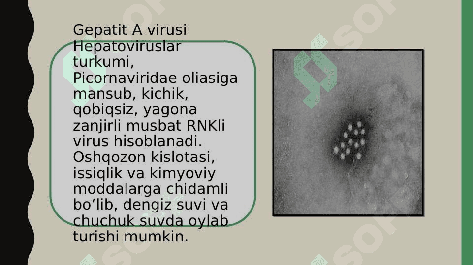 Infeksion gepatitlarni qo’zg’atuvchi viruslar 6