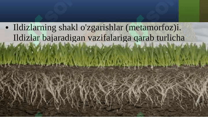 SHAKLI  O‘ZGARGAN ILDIZLAR 2